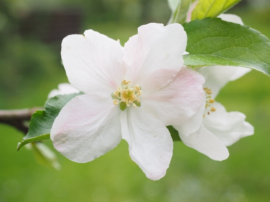 Tree nature branch blossom Photo