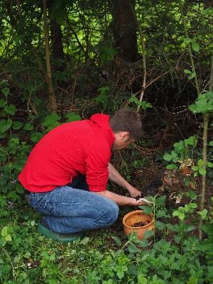 Arbeiten mann baum natur Foto