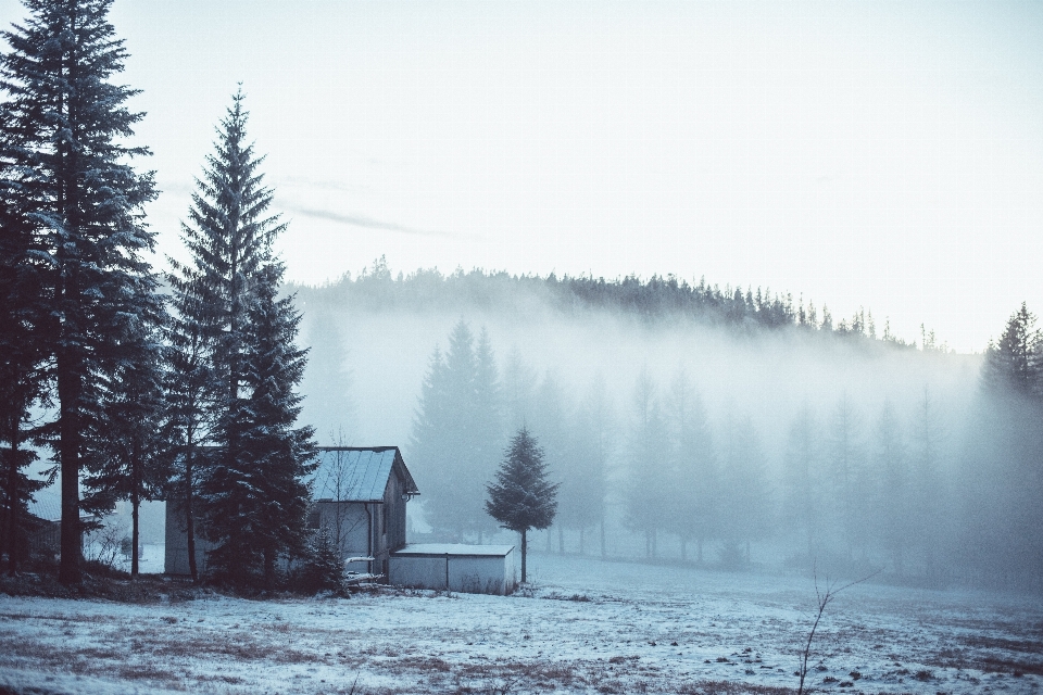 Landscape tree nature forest