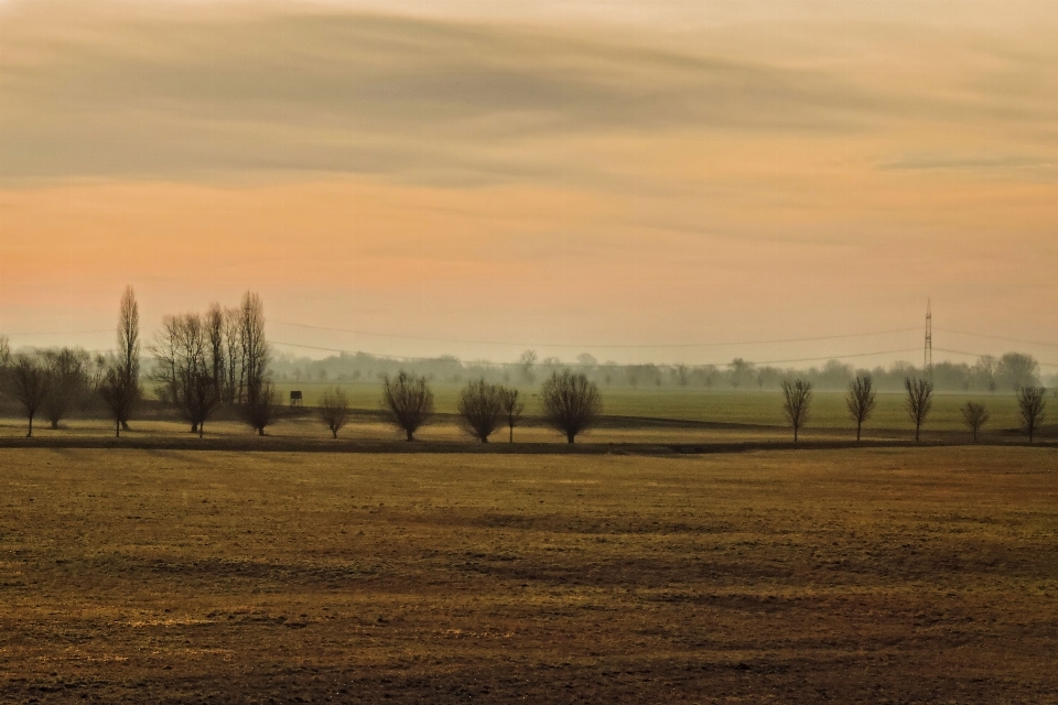 Landschaft baum natur gras