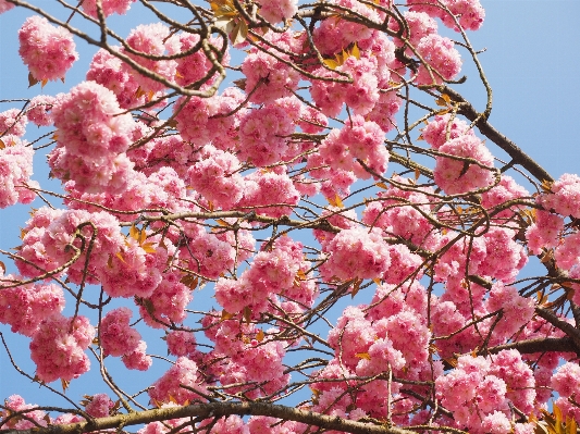 Tree branch blossom plant Photo