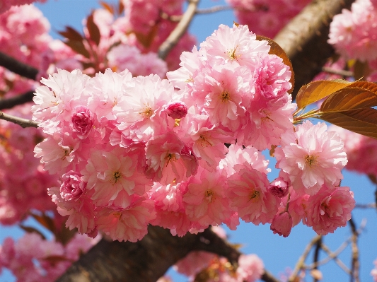 Tree branch blossom plant Photo