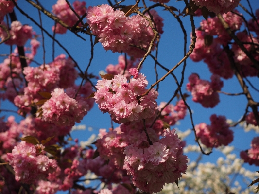 Tree branch blossom plant Photo