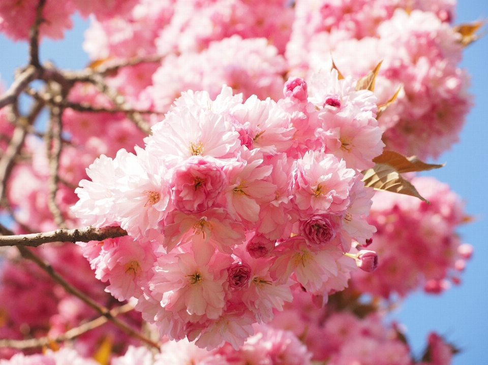 Albero ramo fiore pianta