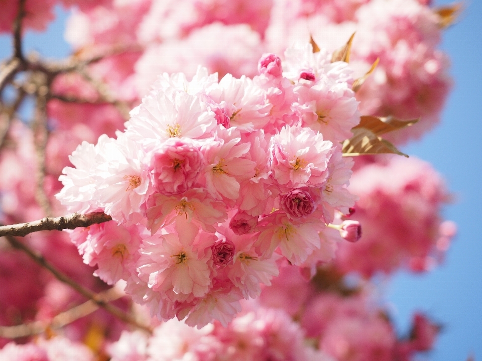 木 ブランチ 花 植物