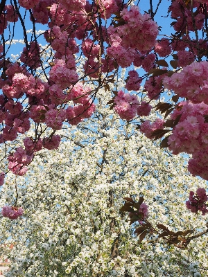 Tree branch blossom plant Photo