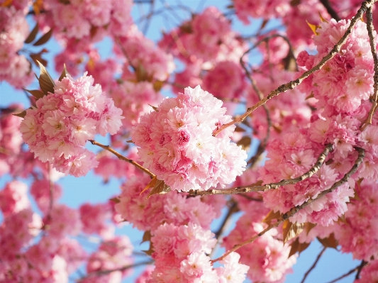 木 ブランチ 花 植物 写真