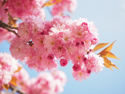 Tree branch blossom plant Photo