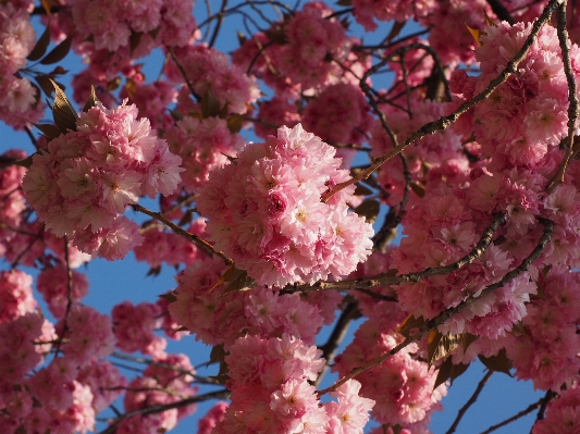 Tree branch blossom plant Photo