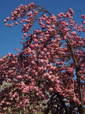 Tree branch blossom plant Photo