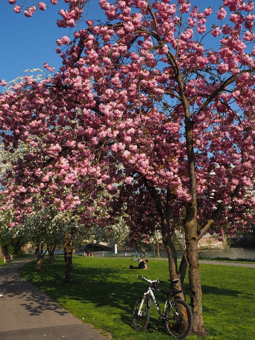 Tree branch blossom plant