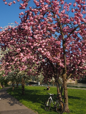 Baum zweig blüte anlage Foto