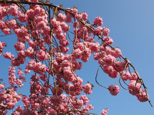 Tree branch blossom plant Photo