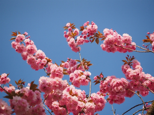 Tree branch blossom plant Photo