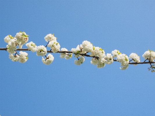 Foto árbol rama florecer planta