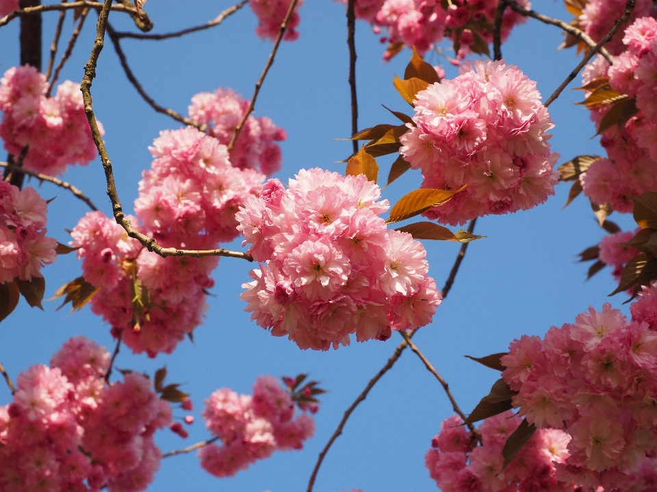 木 ブランチ 花 植物