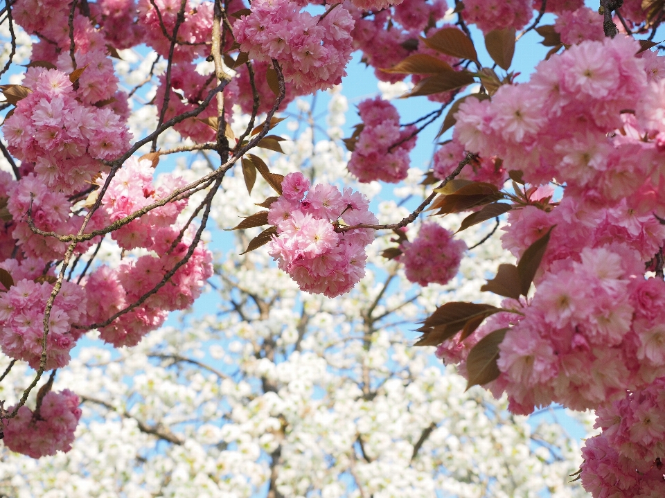 Baum zweig blüte anlage