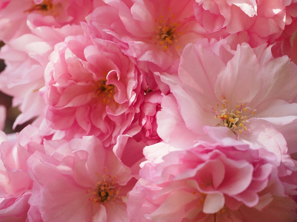 Tree branch blossom plant