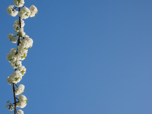 Foto árbol rama florecer nube