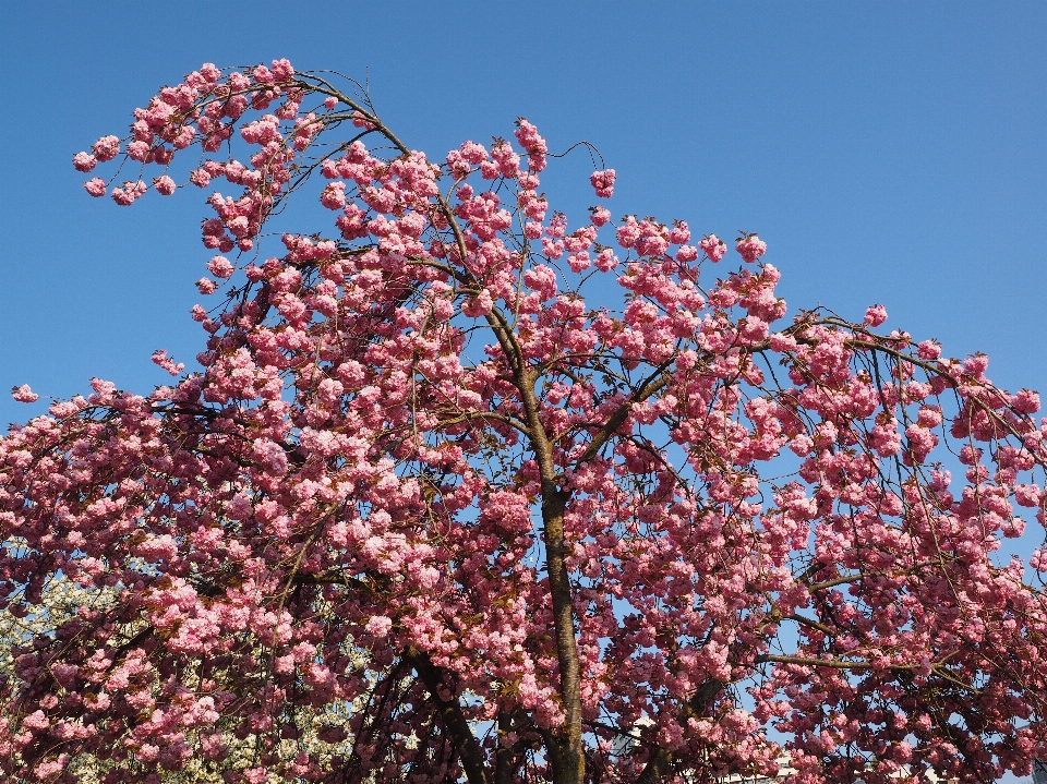 árbol rama florecer planta