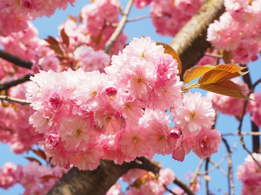 Tree branch blossom plant Photo