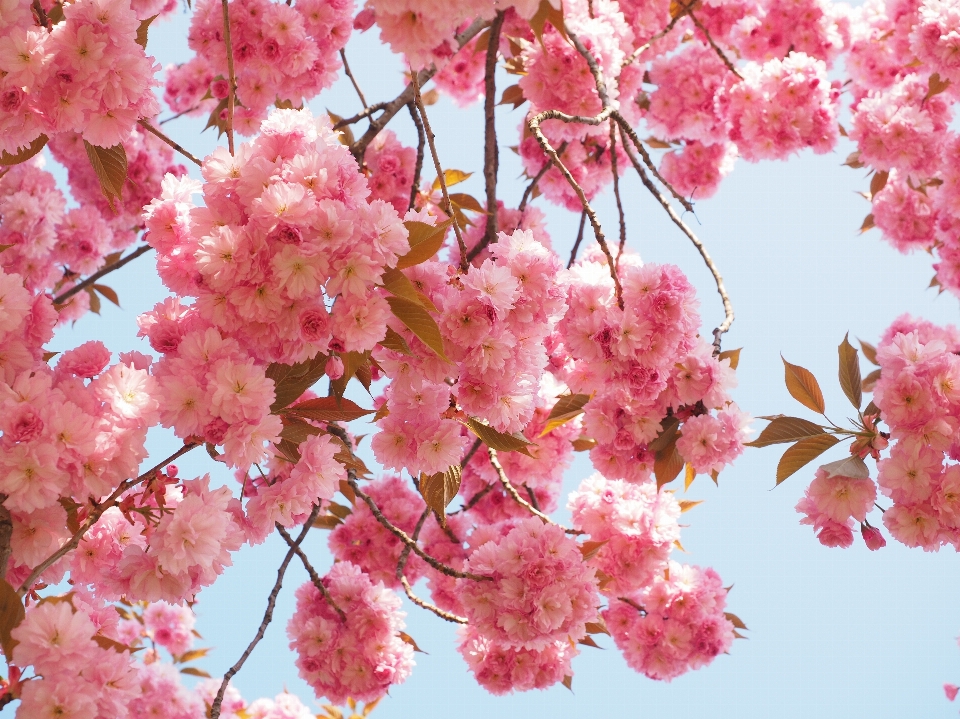 Albero ramo fiore pianta