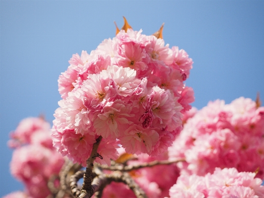 Tree branch blossom plant Photo