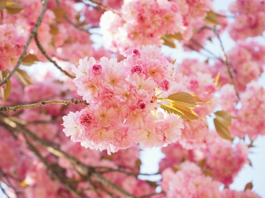 Tree branch blossom plant Photo