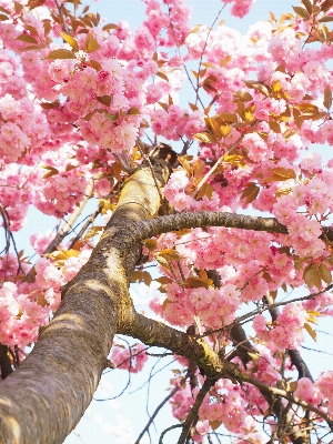 Tree branch blossom plant Photo