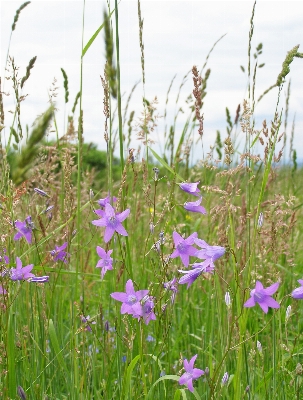 Nature grass plant field Photo