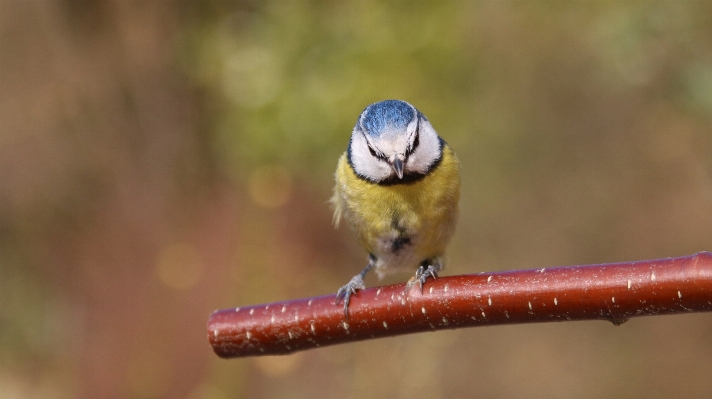 Nature outdoor branch bird Photo