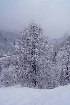 Landscape tree nature forest Photo