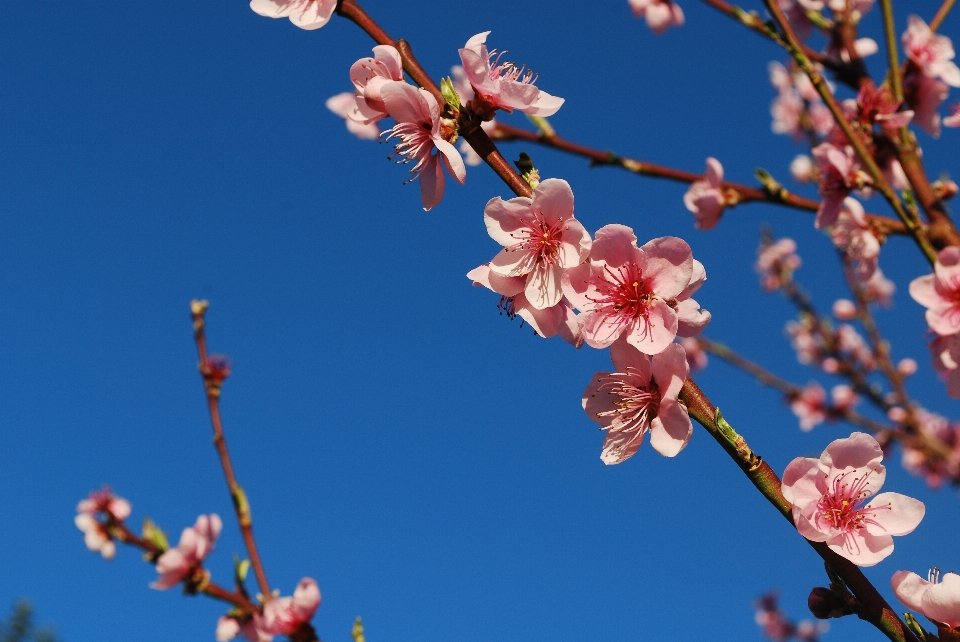 Zweig blüte anlage himmel