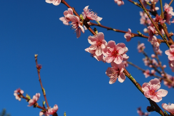 Branch blossom plant sky Photo