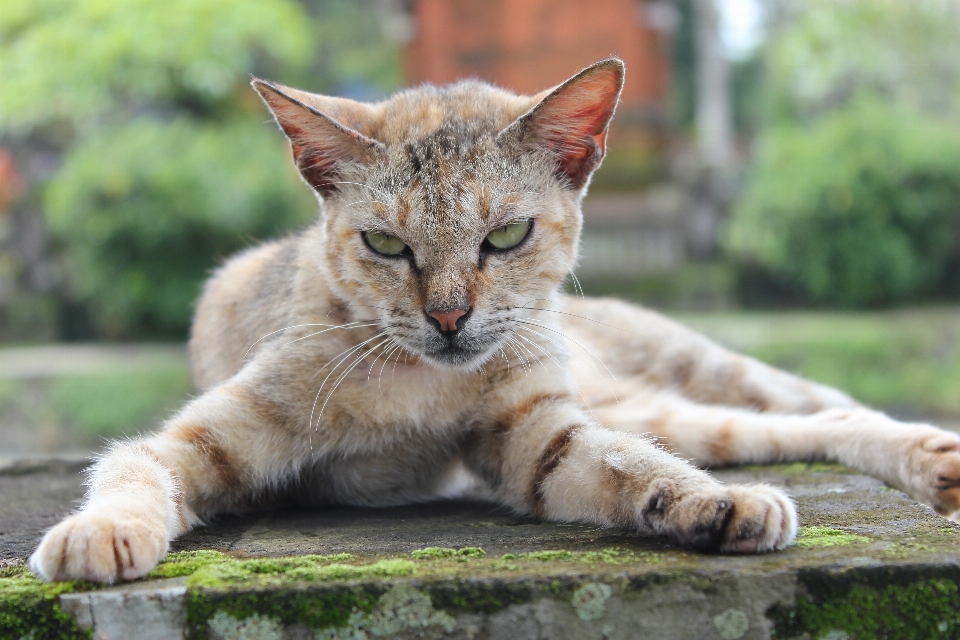 Naturaleza animal fauna silvestre retrato