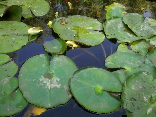 水 自然 植物 葉 写真