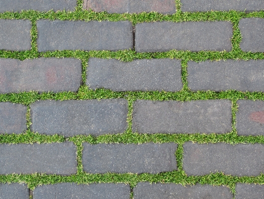 Nature grass plant ground Photo