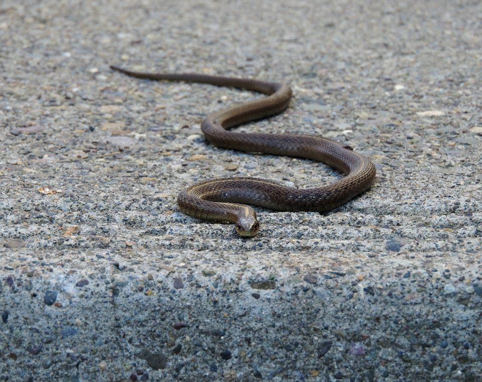 Tierwelt reptil fauna schlange