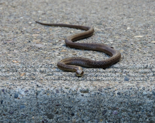 Foto Animali selvatici rettile fauna serpente