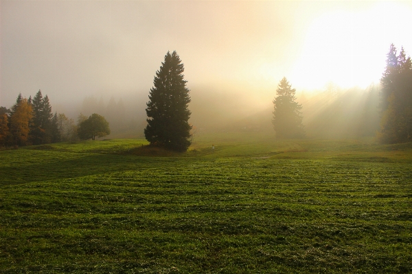 Landscape tree nature forest Photo