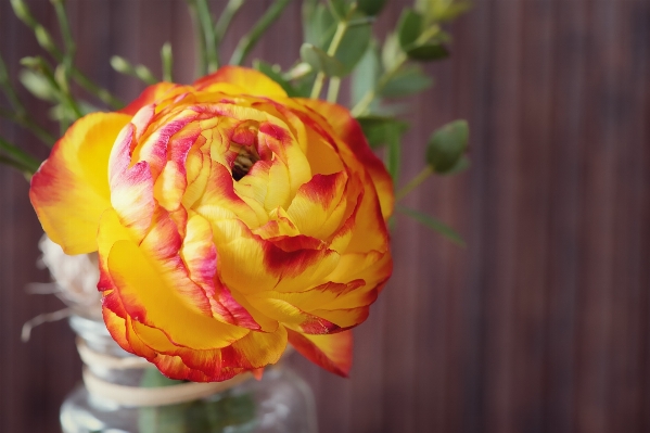 Blossom plant flower petal Photo