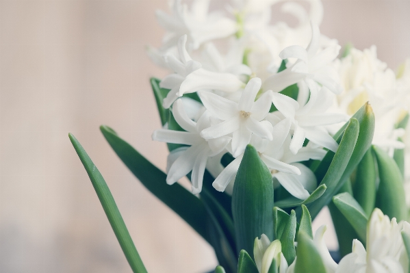 Plant white wheel flower Photo