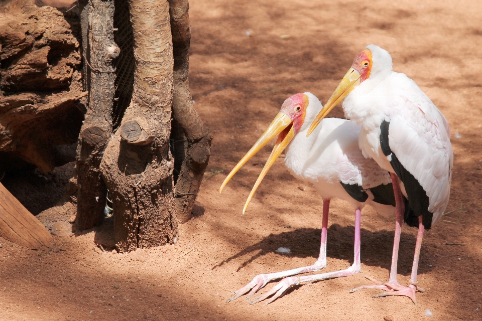 Naturaleza pájaro fauna silvestre zoo