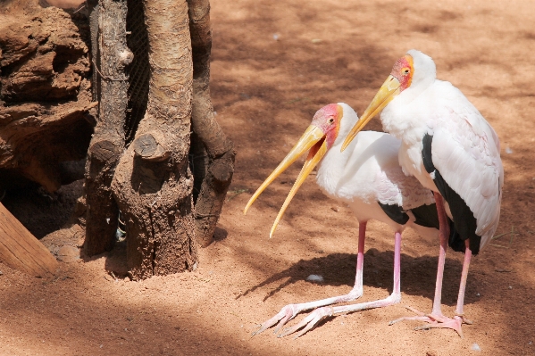 自然 鳥 野生動物 動物園 写真