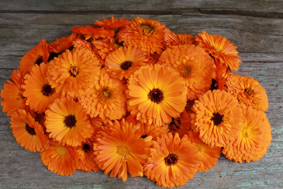 Plant flower petal bouquet