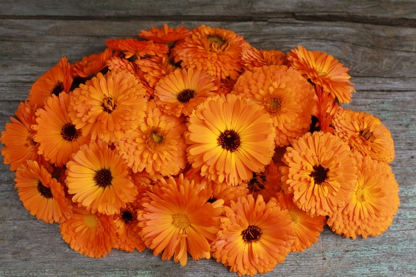 Plant flower petal bouquet Photo