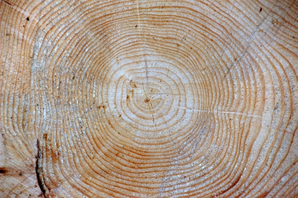 Wood texture floor trunk Photo