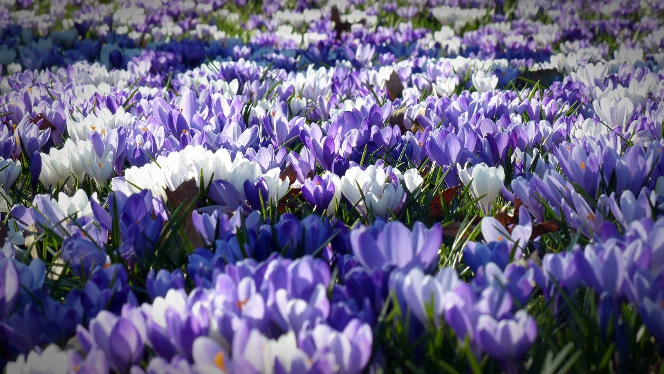 Nature usine fleur printemps