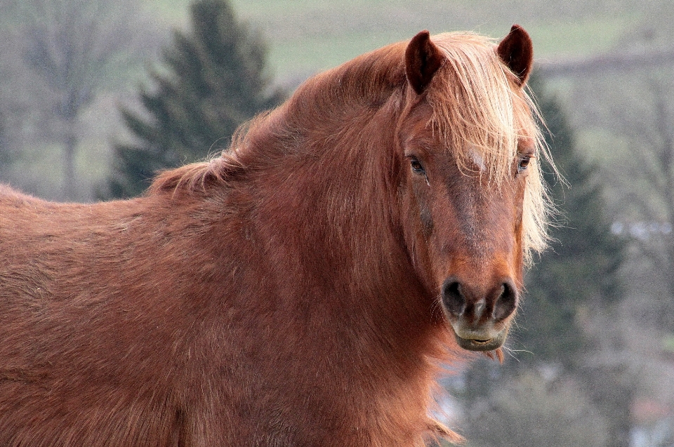 дикая природа пастбище
 домашний скот лошадь