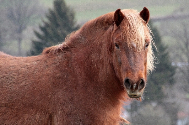 Wildlife pasture livestock horse Photo